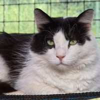 CALIMERO, chat à adopter