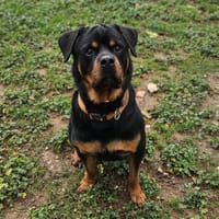 pablo, chien à adopter