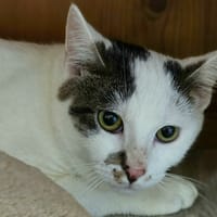 GUIZMO, chat à adopter