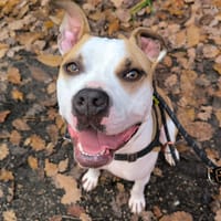 TAREK PAA22563, chien à adopter