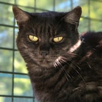 COPOLA, chatte à adopter