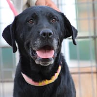 PIN, chienne à adopter