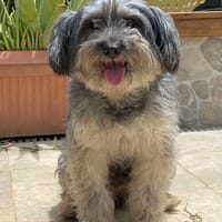 MIYA, chienne à adopter