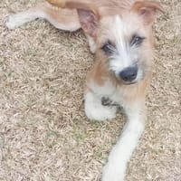 CÂLINE, chienne à adopter