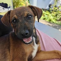MOWGLI, chien à adopter