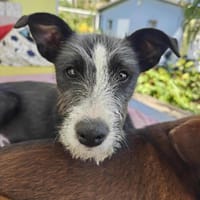 APPA, chien à adopter