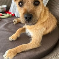 FILOU, chien à adopter