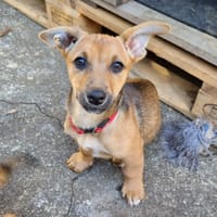 KEYSIA, chienne à adopter