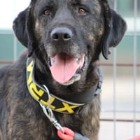 PON, chien à adopter