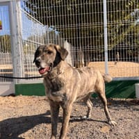 Valentina, chienne à adopter