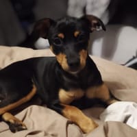 ASTON, chien à adopter