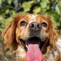 ELI (Animalea), chienne à adopter