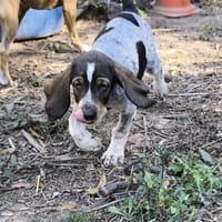 GAÏA, chienne à adopter