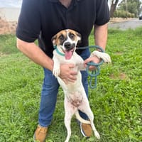 NALA (Martina), chienne à adopter