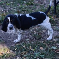 ARES, chien à adopter