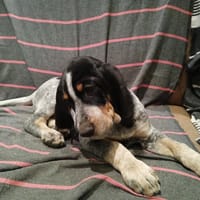 ALVIN, chien à adopter