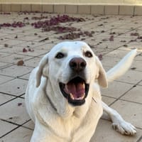 MOLLY (Martina), chienne à adopter