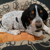 ARLO, chien à adopter