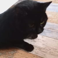 bagheera, chatte à adopter