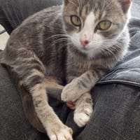 Mezzo, chat à adopter