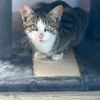 Letchi, chat à adopter