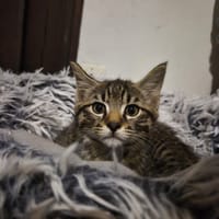 vald, chat à adopter