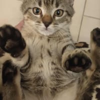 Aaron, chat à adopter