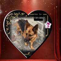 Niwit, chienne à adopter