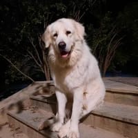 Mr White, chien à adopter