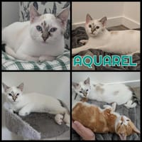 AQUAREL, chat à adopter