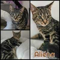 ALIENA, chatte à adopter