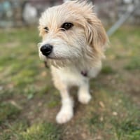Tuica, chienne à adopter