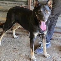 Bonnie, chien à adopter