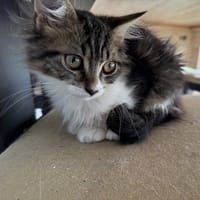 SKIPPY, chat à adopter