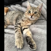 MAYA, chatte à adopter