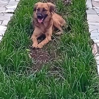 THÉA, élégance, douceur et tendresse réunies ! 🐾, chienne à adopter