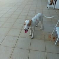 LOVA, la tendresse incarnée ! 🐾, chienne à adopter