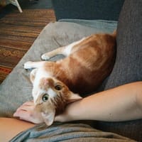 Meeko, chat à adopter