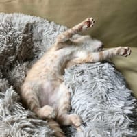 MALVINA, chatte à adopter