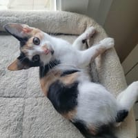 Flixie, chatte à adopter