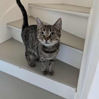 APHRODITE, chatte à adopter