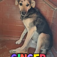 GINGER ha bisogno di una famiglia, cane da adottare