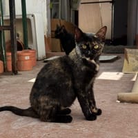 MAYA, chatte à adopter