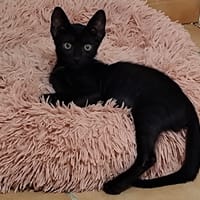PINGU, chat à adopter