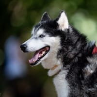 Kajla, suczka do adopcji