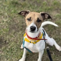 Hajfa, suczka do adopcji