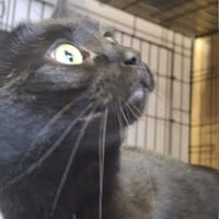 Eva, kotka do adopcji