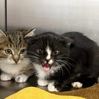 Mango, kot do adopcji