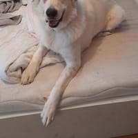 Snow auf der Suche nach seinem Glück, LU, Hund zur Adoption