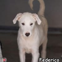 FEDERICO, Hund zur Adoption